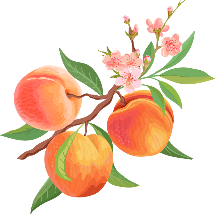 Watercolor Peach Fruit